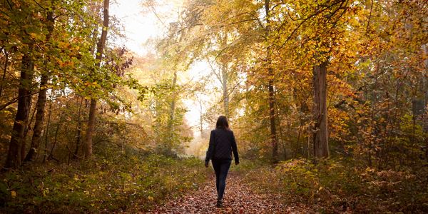 Solitary figure on autumn forest path